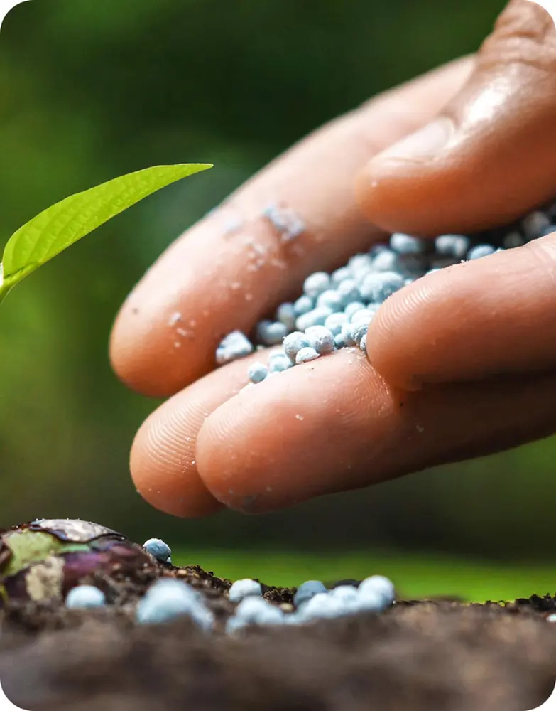 A hand applying fertiliser granules to the soil beside a young seedling